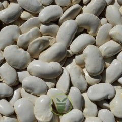 Haricot d’Espagne Orteils de Prêcheur 50 grammes