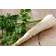 Persil racine ou tubéreux 2 grammes de graines