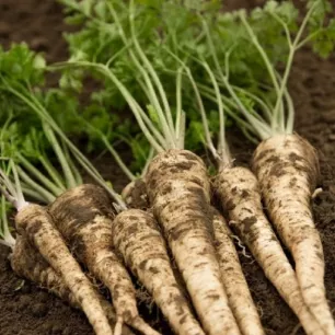 Persil racine ou tubéreux 2 grammes de graines