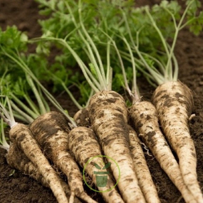 Acheter Panier de protection des racines des plantes, 6 pièces