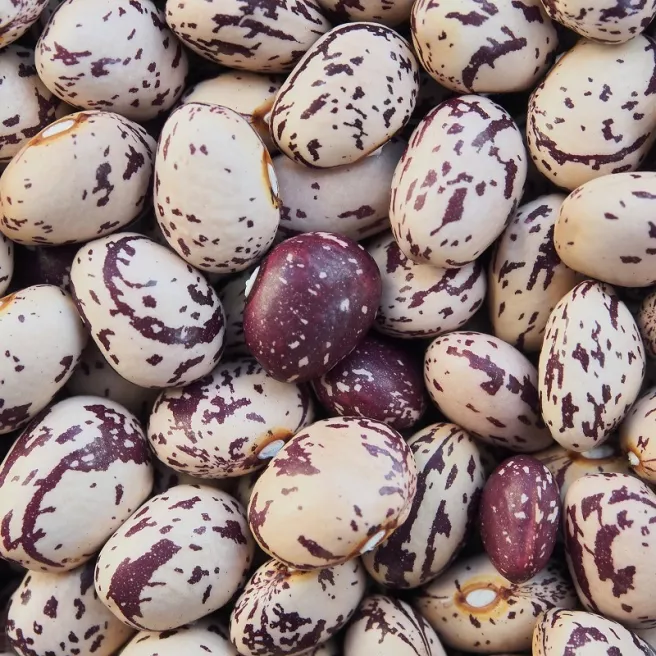 haricot nain à écosser Coco rosso bio 15 grammes