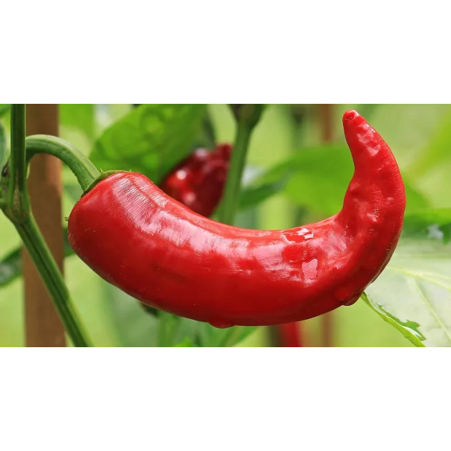 Poivron Corno di Toro Rosso - Corne de Taureau 100 graines