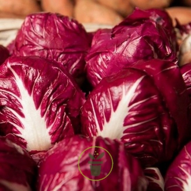 CHICOREE A FEUILLE ROUGE DE VERONE 100 graines