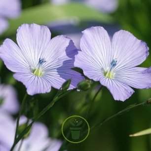 Lin vivace bleu 400 graines