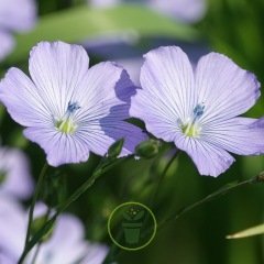 Lin vivace bleu 400 graines Lin vivace bleu 400 graines