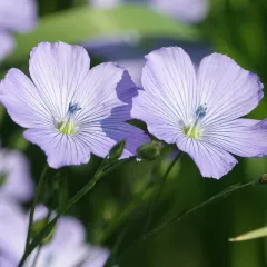 Lin vivace bleu – fleurs légères bleu clair satiné – graines à semer