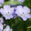 Fleurs bleu azur de lin vivace bleu (Linum perenne) en floraison au jardin naturel, plante vivace mellifère facile à cultiver