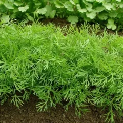 Aneth officinale 1000 graines