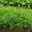 Aneth officinale 1000 graines