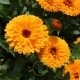 Souci Ball's Orange BIO - Calendula officinalis