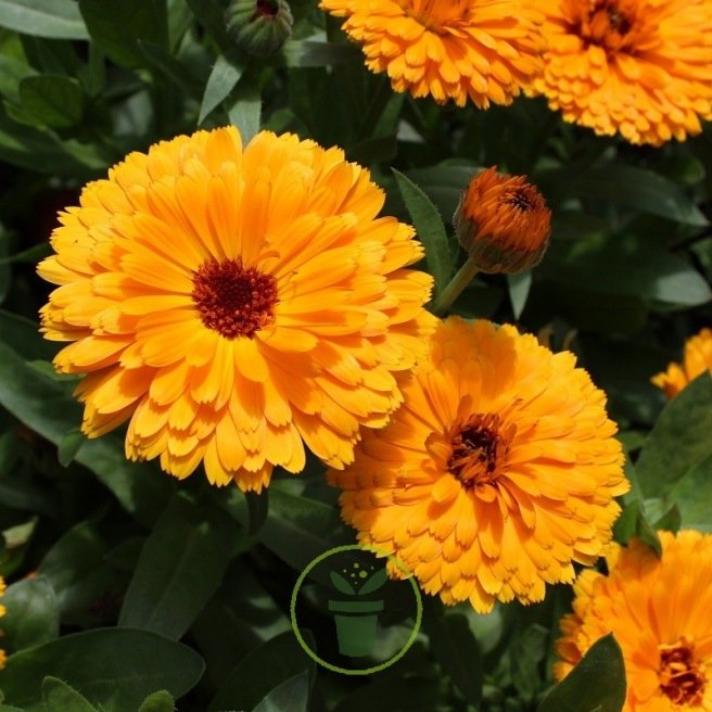 Souci Ball's Orange BIO - Calendula officinalis