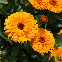 Souci Ball's Orange BIO - Calendula officinalis