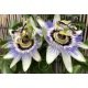 Passiflore bleue - Passiflora caerulea 50 graines