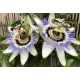Passiflore bleue - Passiflora caerulea 50 graines