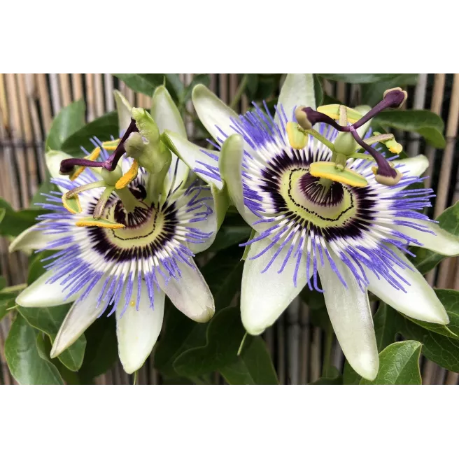 Passiflore bleue - Passiflora caerulea 50 graines