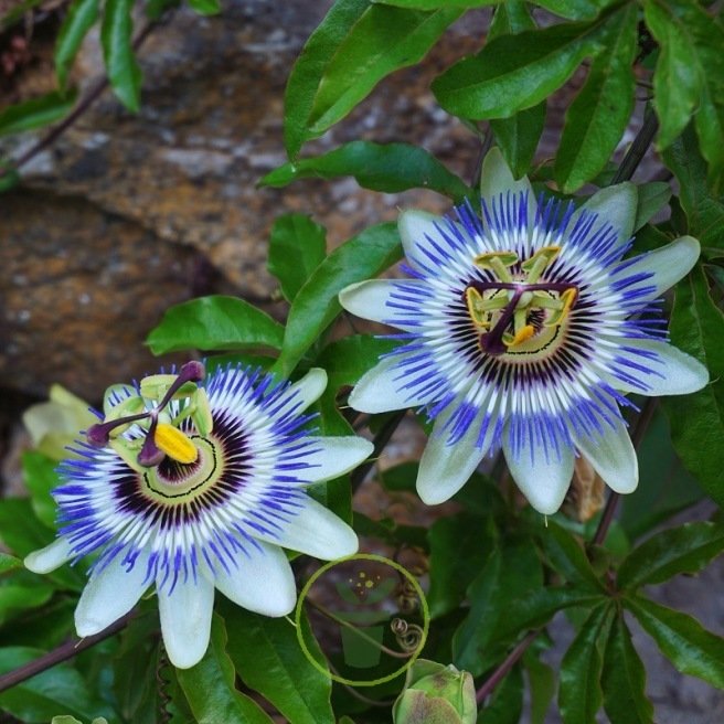 Graines de Passiflore caerulea – Passiflore bleue. Plante grimpante