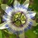 Passiflore bleue - Passiflora caerulea 50 graines
