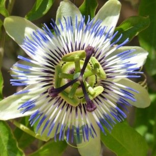 Passiflora caerulea FLEUR DE LA PASSION, PASSIFLORE BLEUE (plante)