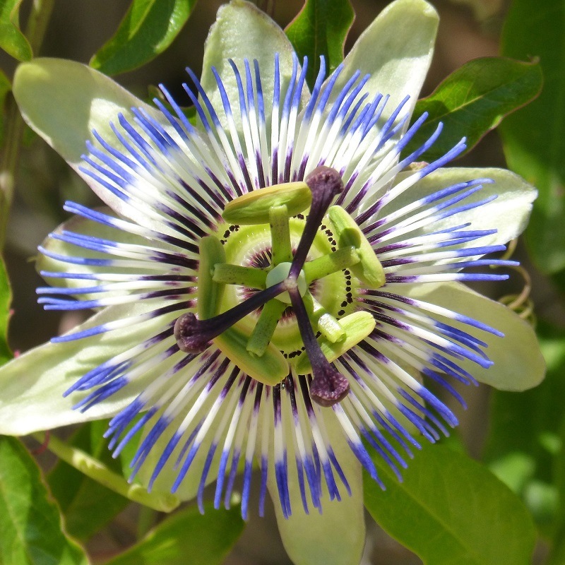 Graines de Passiflore caerulea – Passiflore bleue. Plante grimpante