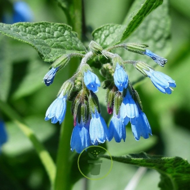 Consoude - Symphytum officinale 25 graines