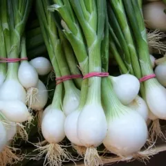 Oignon extra hatif de Barletta (type grelot) 200 graines