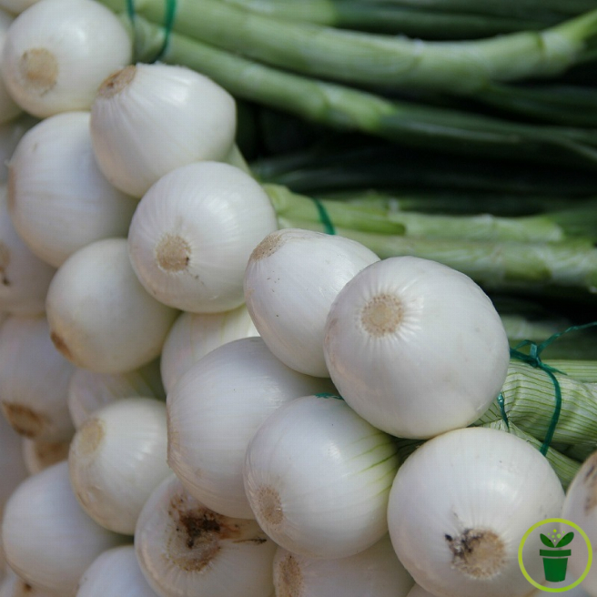 OIGNON EXTRA-HATIF DE BARLETTA 200 graines