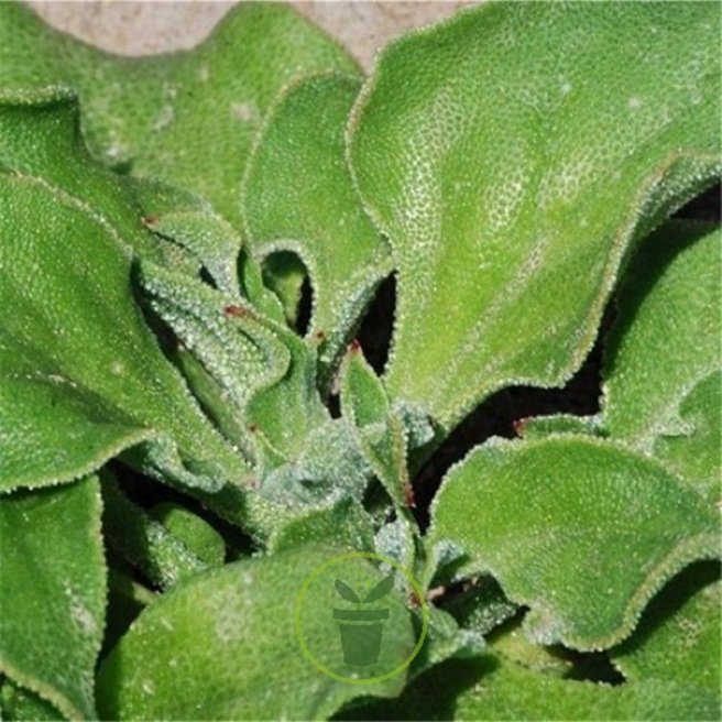 ficoîde mélange graines