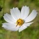 Cosmos géant Sensation Blanc 200 GRAINES