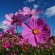 Cosmos géant Sensation Rose 200 GRAINES