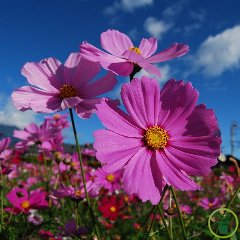 Cosmos géant Sensation Rose 200 GRAINES