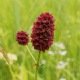 Pimprenelle - Sanguisorba minor 250 graines