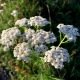 Achillée millefeuille - Achillea millefolium 2000 graines