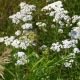 Achillée millefeuille - Achillea millefolium 2000 graines