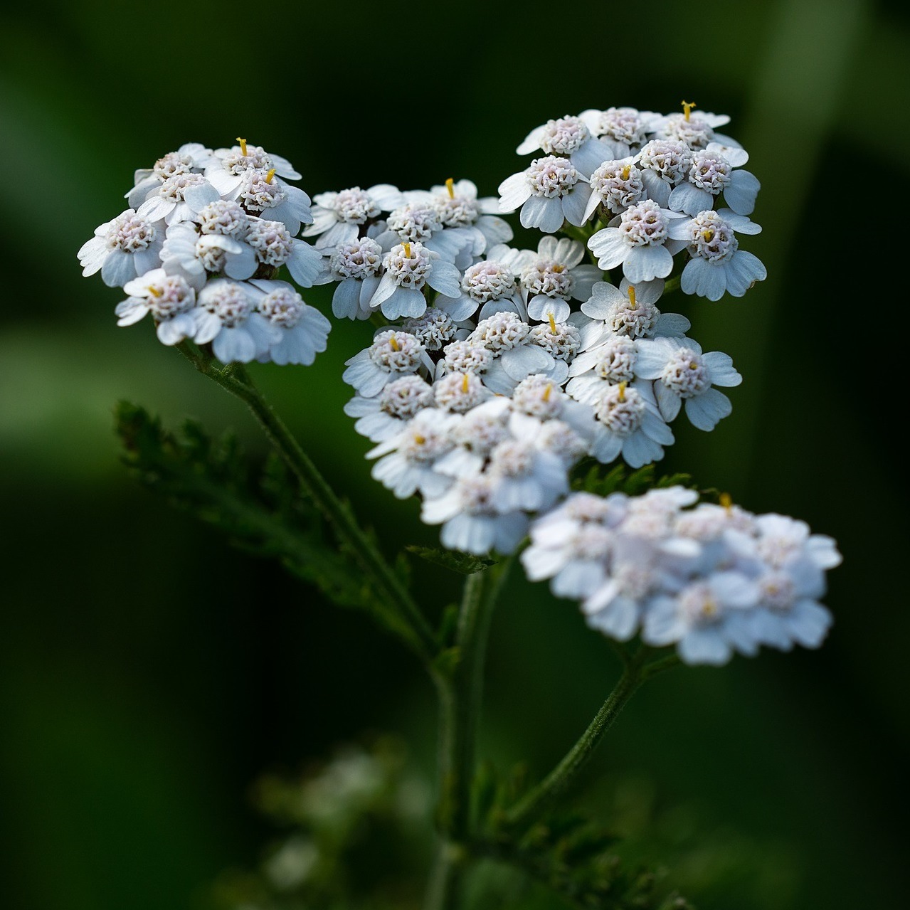 Graines d'Achille millefeuille  Achillea millefolium. Trs rustique.