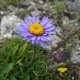 Aster alpinus bleu150 graines