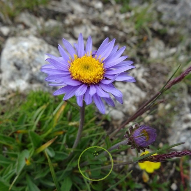 Aster alpinus bleu150 graines