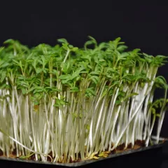 CRESSON ALÉNOIS COMMUN 10 grammes