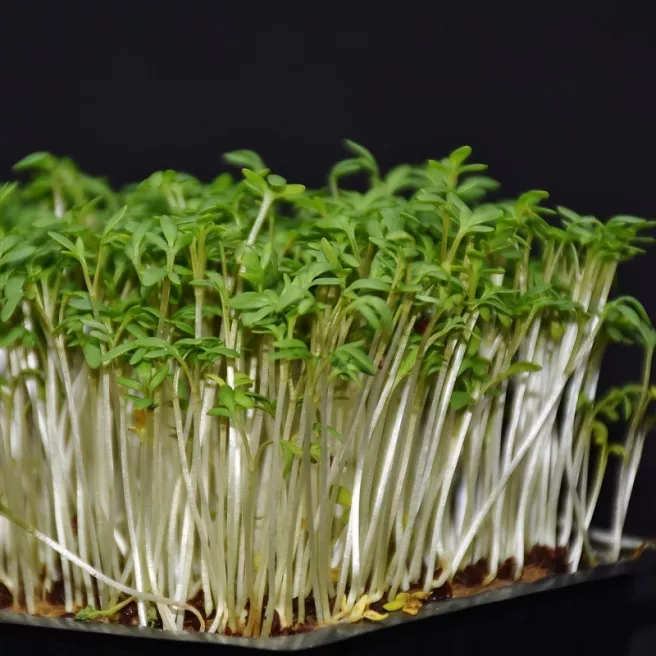 CRESSON ALÉNOIS COMMUN 10 grammes