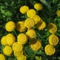 Tanaisie (Tanacetum vulgare) 1000 graines