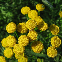 Tanaisie Tanacetum vulgare fleurs jaunes plante répulsive potager graines