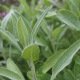 SAUGE OFFICINALE 50 graines