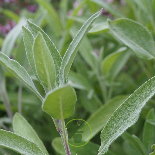 SAUGE OFFICINALE 50 graines