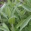 Sauge officinale 50 graines