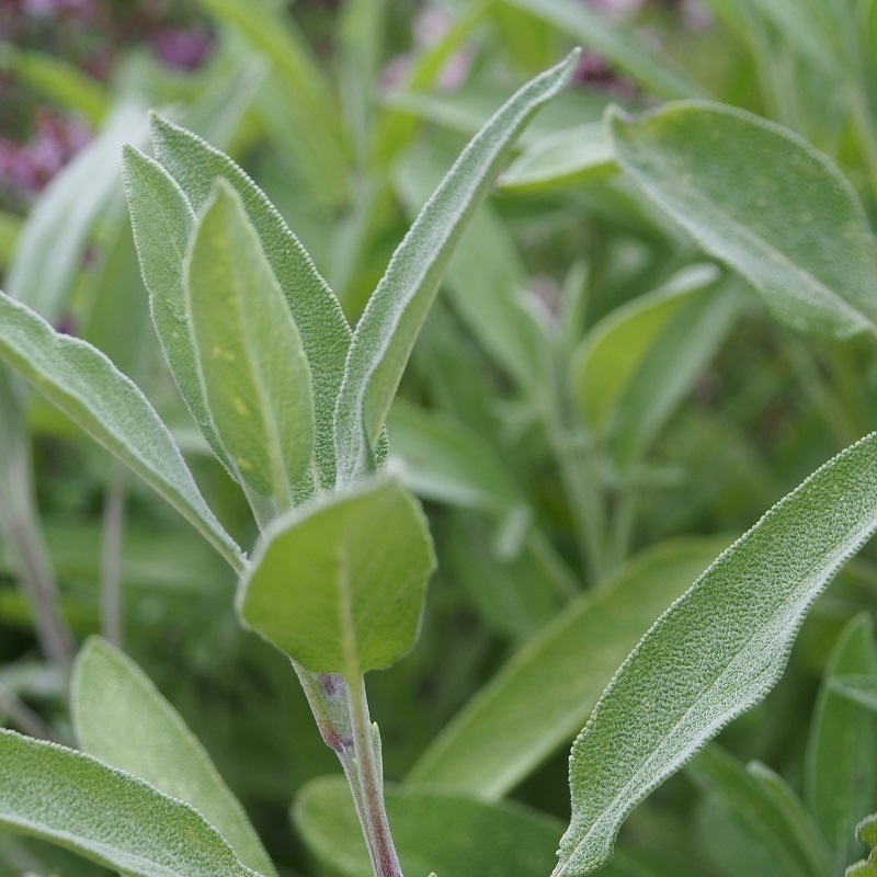 Graines De Sauge Officinale Salvia Officinalis Par 50 Graines