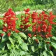 SALVIA (sauge) SPLENDENS FEU DE LA SAINT-JEAN 120 GRAINES