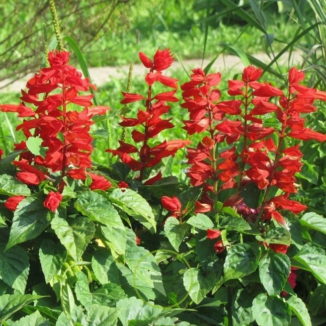 SALVIA (sauge) SPLENDENS FEU DE LA SAINT-JEAN 120 GRAINES