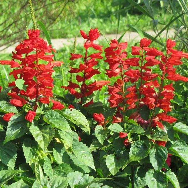 SALVIA (sauge) SPLENDENS FEU DE LA SAINT-JEAN 120 GRAINES