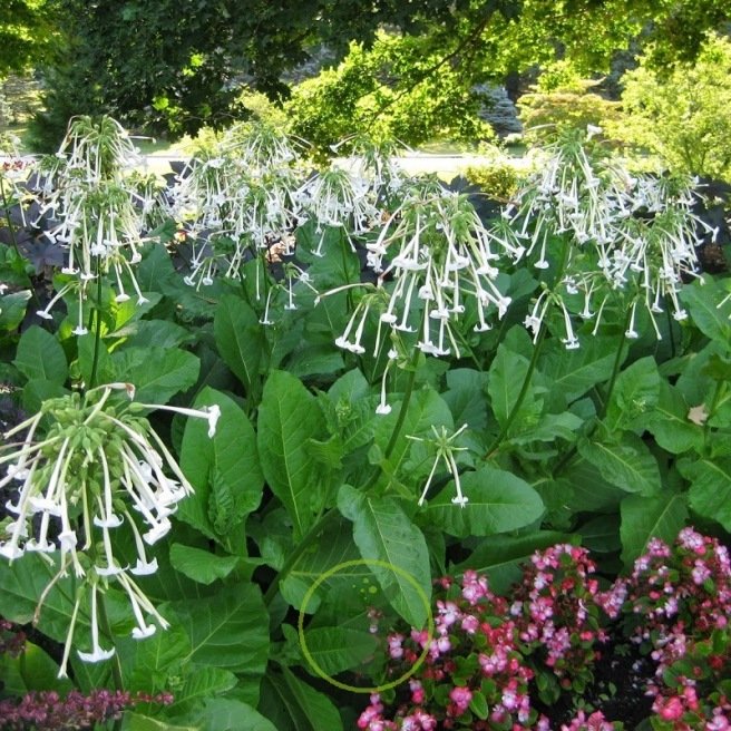 Nicotiana sylvestris - Grand Tabac sylvestre Nicotiana sylvestris - Grand Tabac sylvestre