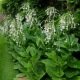 Nicotiana sylvestris - Grand Tabac sylvestre