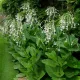 Nicotiana sylvestris - Grand Tabac sylvestre